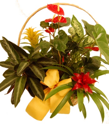 Assorted Plants In Basket