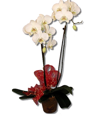 Phalaenopsis Orchid Plant