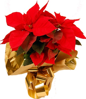 Poinsettia Plant