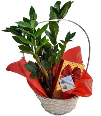 Zamioculcas Plant And Chocolates