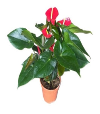 Anthurium Red Plant - Flamingo Lily