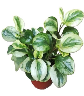 Baby Rubber Plant - Peperomia Obtusifolia Variegata