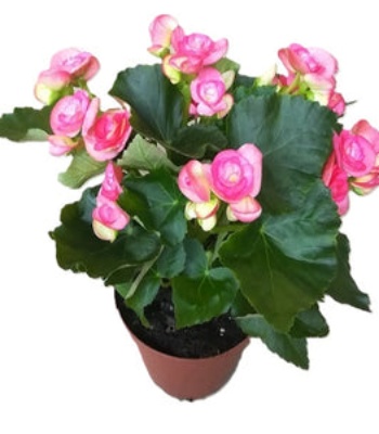 Begonia Rose Plant - Pink