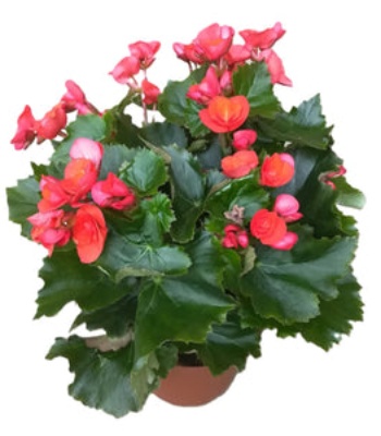 Begonia Rose Plant - Red