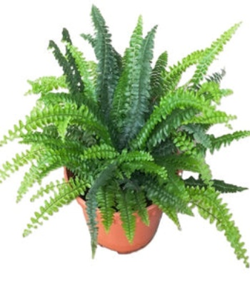 Boston Fern Plant - Nephrolepis Exaltata