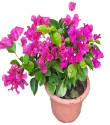 Bougainvillea Plant