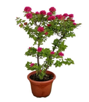 Bougainvillea Tree Plant