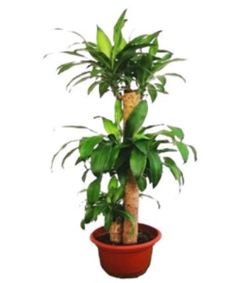 Corn Plant - Dracaena Fragrans