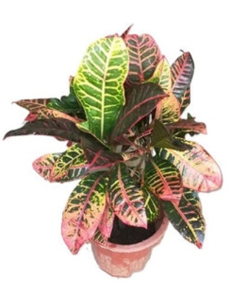 Croton Plant - Codiaeum Variegatum