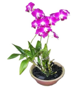 Dendrobium Orchids Plant