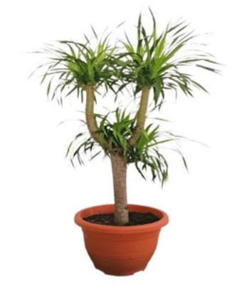 Dracaena Plant