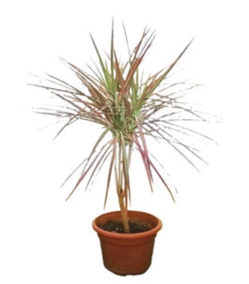 Dragon Tree Plant - Dracaena Marginata