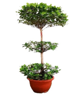 Ficus Tree Plant