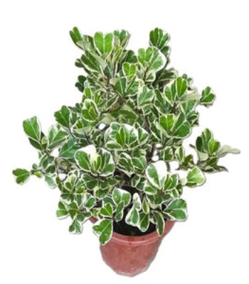 Ficus Triangularis Variegata Plant