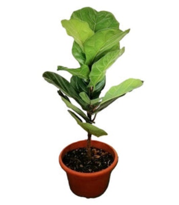 Fiddle-Leaf Fig Plant - Ficus Lyrata