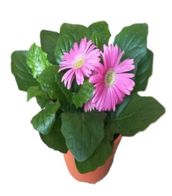 Gerbera Plant - African Daisy