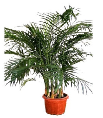 Green Palm Plant