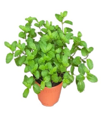 Mint Plant - Mentha