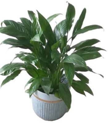 Peace Lily Plant Large - Spathiphyllum