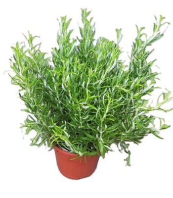 Rosemary Plant