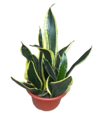 Snake Plant - Dracaena Trifasciata