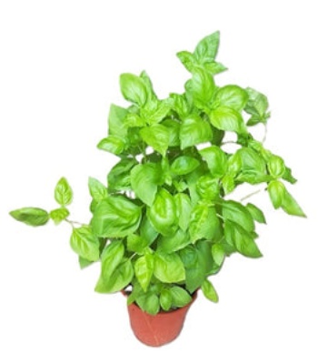 Sweet Basil Plant