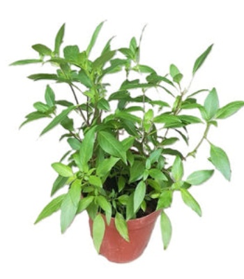 Thai Basil Plant