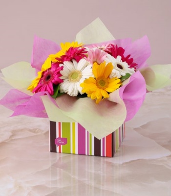 Assorted Gerberas In Box