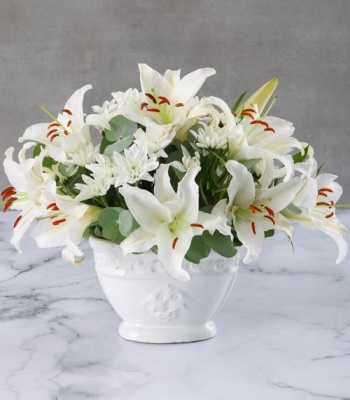 Casablanca Lily