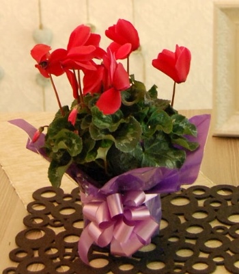 Cyclamen Plant