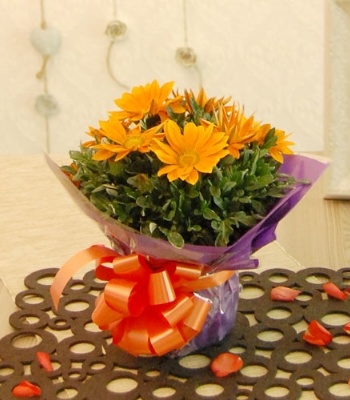 Gazania Plant