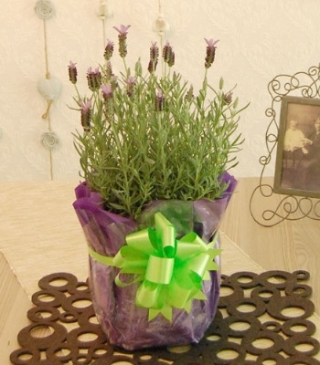 Lavender Plant