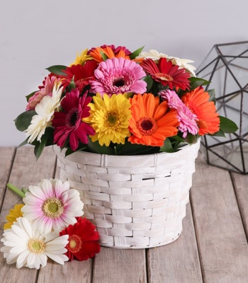 Mix Gerbera Daisies Basket