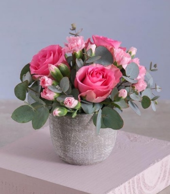 Pink Blooms In Pot