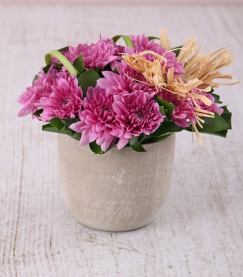 Pink Daisies In Vase