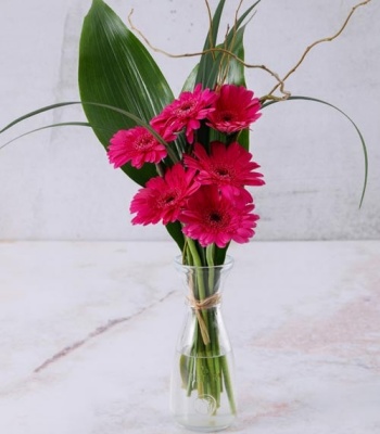 Pink Gerberas In Vase