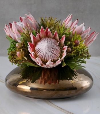 Regal Protea in Bronze Bowl