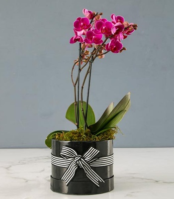 Pink Phalaenopsis Orchid Plant - Single Stem