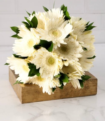 White Gerbera Flower Bunch