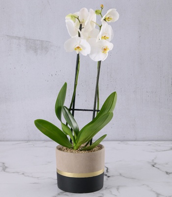 White Orchid Plant