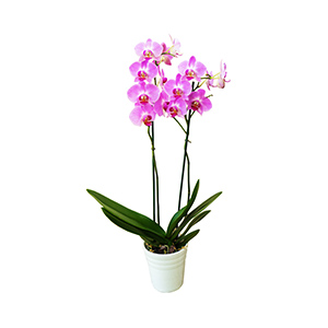 2 Stem Pink Orchid Plant