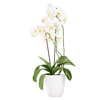 2 Stem White Orchid Plant