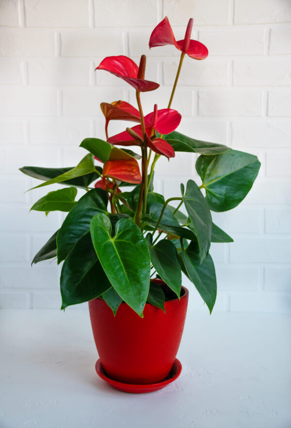 Anthurium Plant