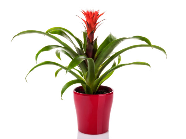 Bromeliad indoor plant