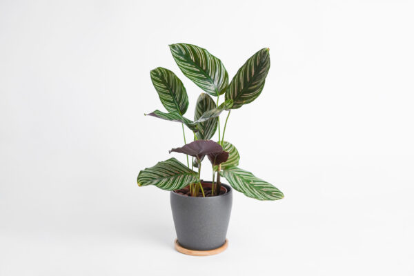 Calathea Plant