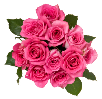 Dozen Pink Roses