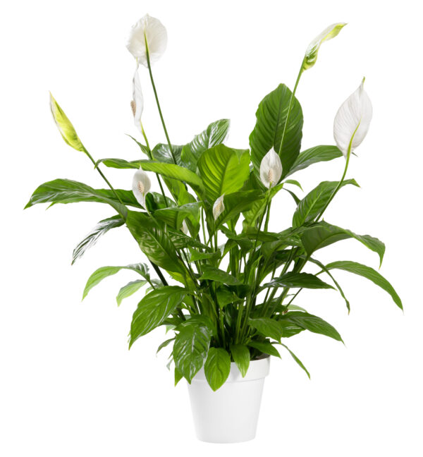 Indoor Peace Lily Plant