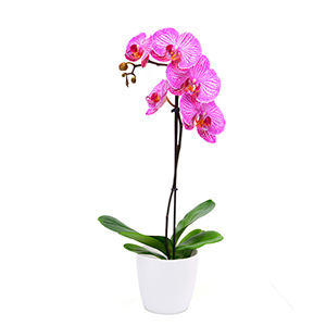 Pink Orchid Plant