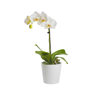 White Orchid Plant