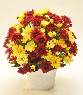 Yellow & Red Chrysanthemum Arrangement